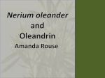 oleandrin