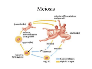 Meiosis and sexual life cycles - March 23