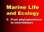 Marine life 2: phytoplanktons to invertebrates