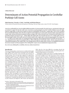 Determinants of Action Potential Propagation in Cerebellar Purkinje