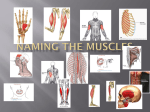 Naming the Muscles