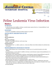Feline Leukemia Virus Infection