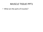 Muscle CELL