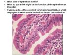 • What type of epithelium is this? • What do you think might be the