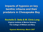 Impacts of Hypoxia on a Key Infaunal Species and its Predators in