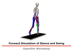 Forward Simulation of Stance and Swing OpenSim Workshop