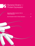 Bacterial Strains for Protein Expression