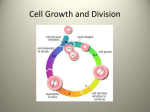 Intro to Genetics and Cell Division