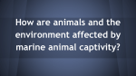 How are animals and the environment affected by marine animal