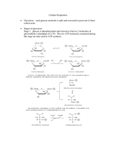 Cellular Respiration - Seattle Central College