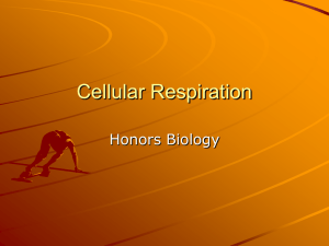 Cellular Respiration