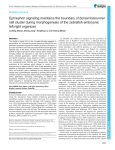 Eph/ephrin signaling maintains the boundary of