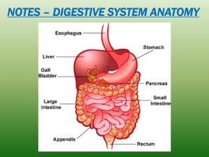 Digestive System Day 2