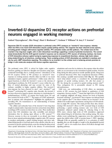 Inverted-U dopamine D1 receptor actions on prefrontal neurons