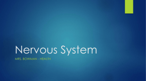 Nervous System