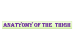 ANATYOMY OF The thigh