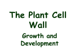 The plant cell wall in growth and development