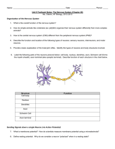 Name: Date: Period: _____ Unit 9 Textbook Notes: The Nervous