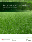 Invasive Reed Canary Grass - Ontario Invasive Plant Council