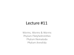 Lecture 13 - Some animals - Worms, arthropods and echinoderms