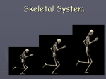 Skeletal+System rev