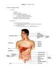 Chapter 23 - The Digestive System I. Overview of Digestive System