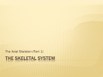 Unit 4 - Axial Skeleton - bushelman-hap