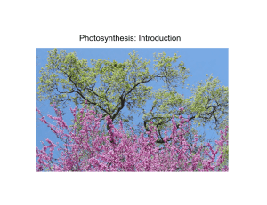 Photosynthesis: Introduction