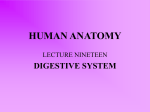 human anatomy - WordPress.com