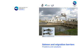 Salmon and Migration Barriers