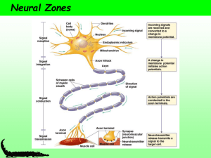 Synapses - UBC Zoology