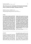 Role of the neural crest in development of the trabeculae and