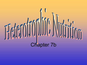 Chapter 7b Heterotrophic nutrition