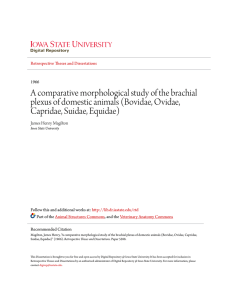 A comparative morphological study of the brachial plexus of