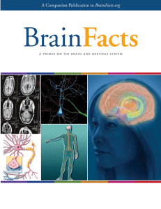 primer on brain facts - Chicago Society of Neuroscience