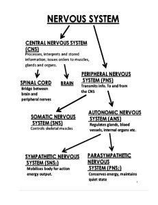 Nervous System Part Three Name: Sec 1: Peripheral NS Sec 2