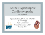 Feline Hypertrophic Cardiomyopathy