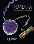 Stem Cell - Active Motif