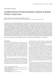 Complete Pattern of Ocular Dominance Columns in Human Primary