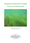 Management considerations for subtidal Zostera marina beds in