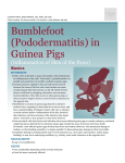 Bumblefoot (Pododermatitis) in Guinea Pigs