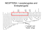 NEOPTERA = exopterygotes and Endopterygota