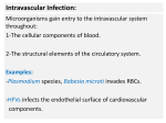 Intravascular Infection