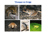Threats to Frogs