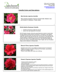 Camellia Colors and Descriptions
