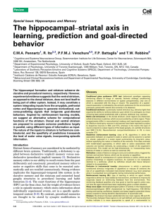 The hippocampalâ€“striatal axis in learning, prediction and