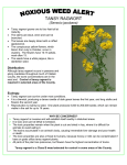 tansy ragwort - Clallam County