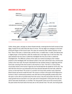 anatomy of the hoof