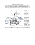Cardio respiratory system