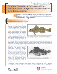 Sculpin - Department of Fisheries and Aquaculture